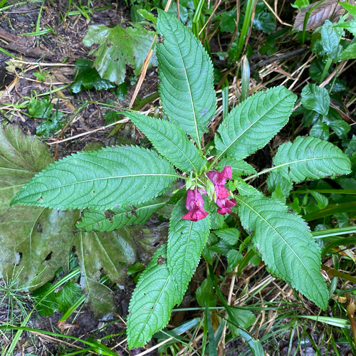 Himalayan balsam
