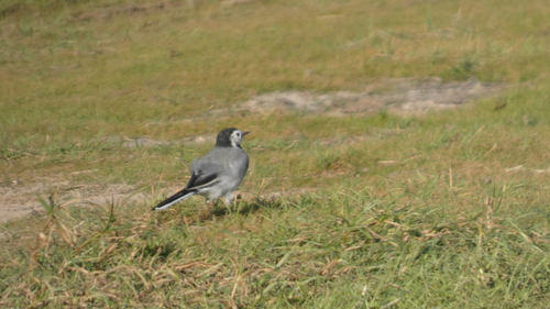 White Wagtail