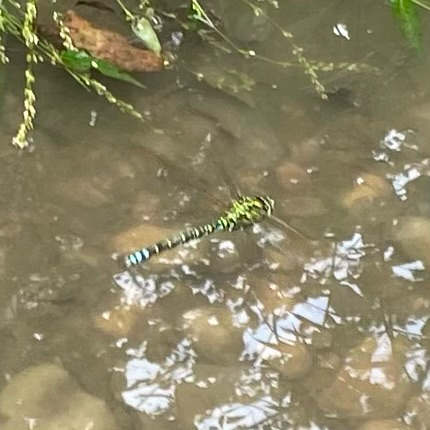 Southern Hawker