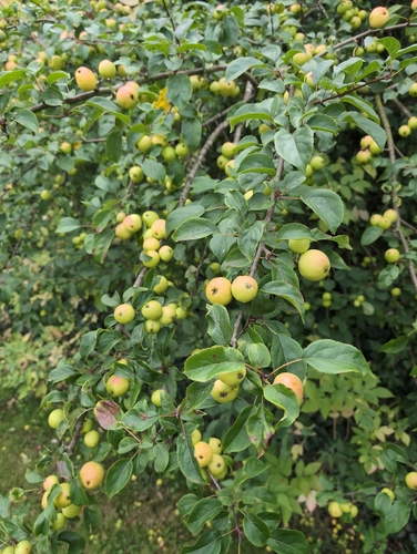 European Wild Apple