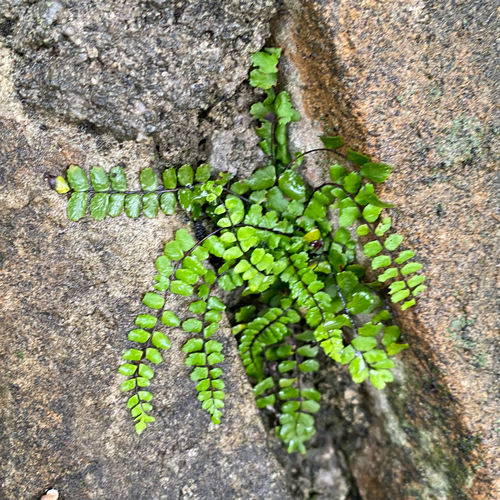 maidenhair spleenwort