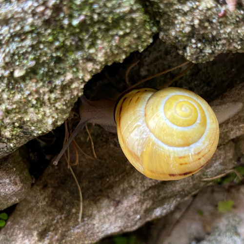 Brown-lipped Snail