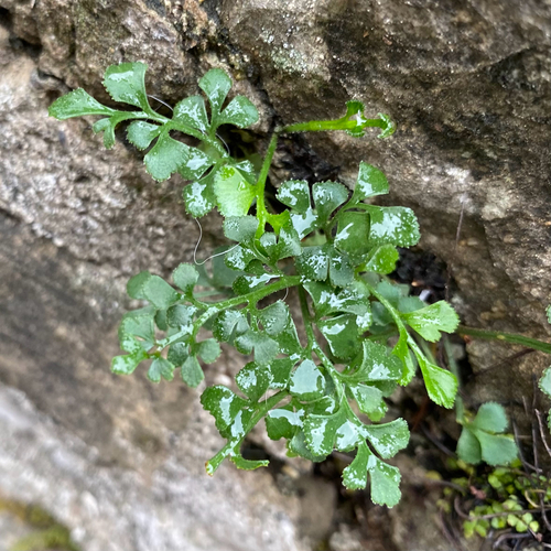 wall-rue