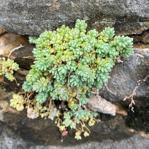 thick-leaved stonecrop
