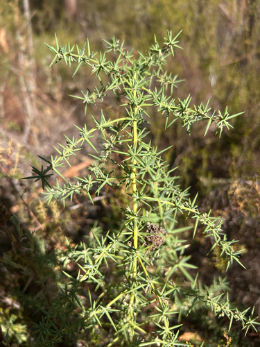 Mediterranean Asparagus