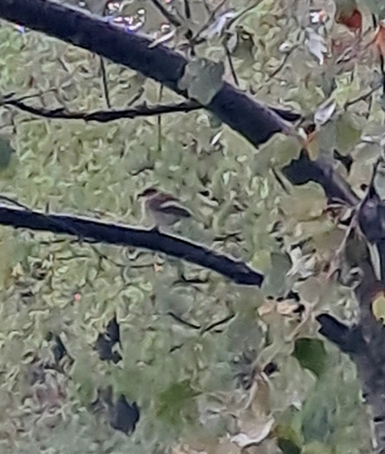 European Pied Flycatcher