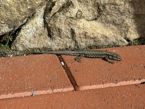 Common Wall Lizard