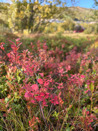 bog bilberry