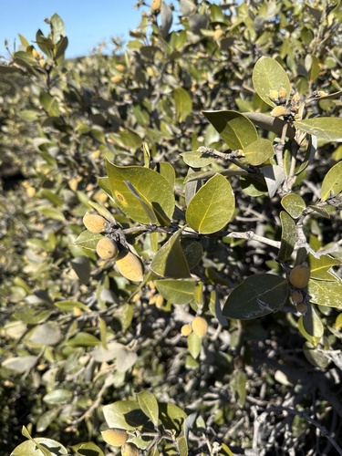 Grey Mangrove