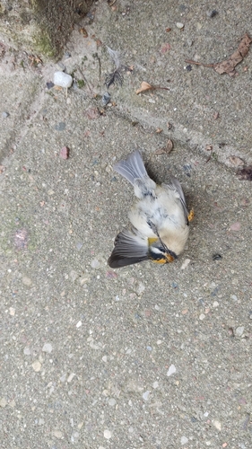 Common Firecrest