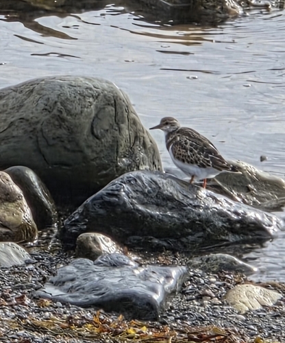 Ruddy Turnstone