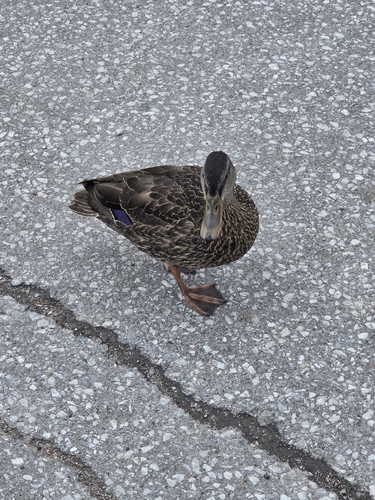 American Black Duck × Mallard