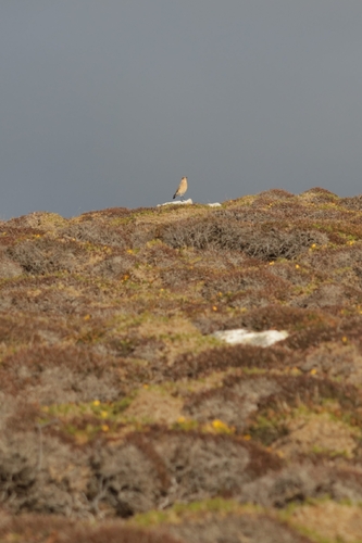 Northern Wheatear