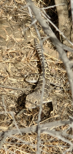 Blunt-nosed Leopard Lizard
