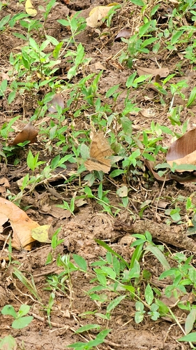 Chocolate Pansy