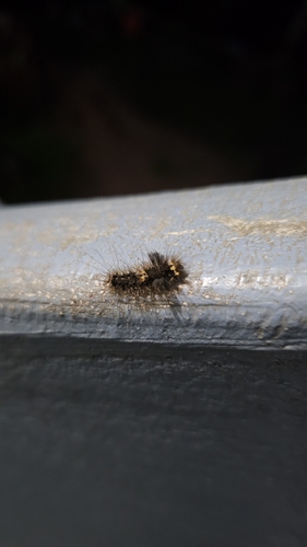 Footman moth