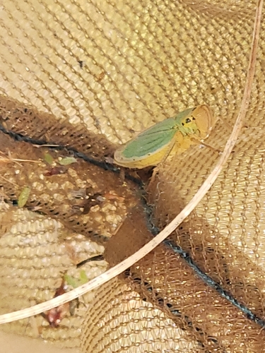 Green Leafhopper