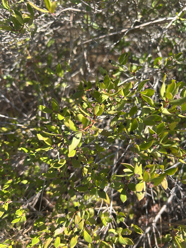 myrtle