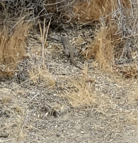 Western Whiptail