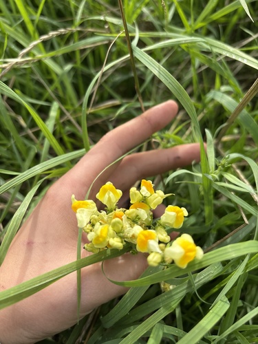common toadflax