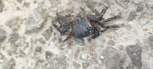 Marbled Crab