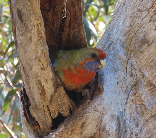 Crimson Rosella