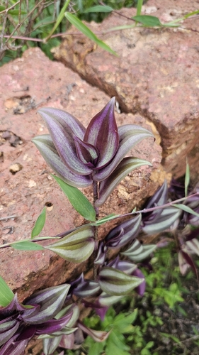 zebra plant