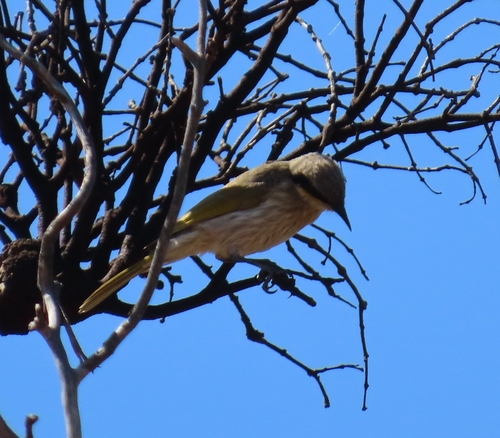 Singing Honeyeater