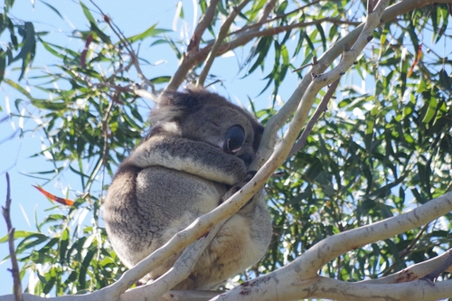 Koala