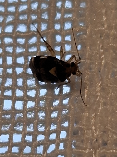 Three Spotted Nettle Bug