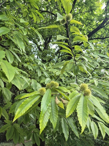 Sweet Chestnut