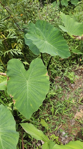 Taro