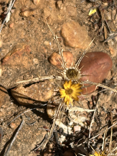 Carlina racemosa