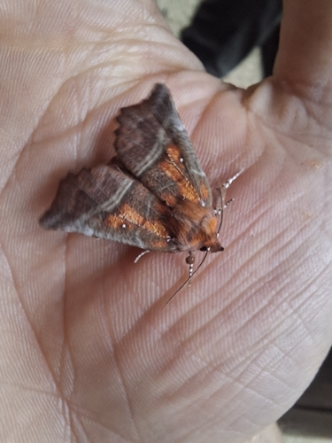 Herald Moth