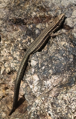 Atlas Dwarf Lizard