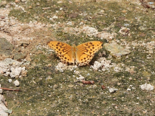 Sagana Fritillary