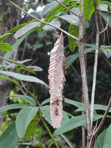 Parapolybia varia