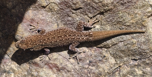 Atlas Day Gecko