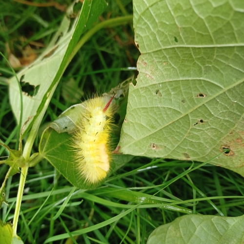 Pale Tussock Moth
