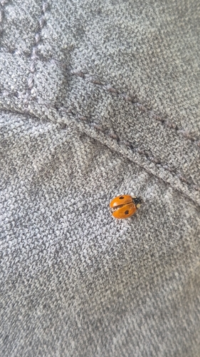Two-spotted Lady Beetle