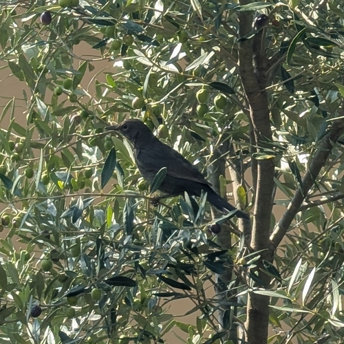 Eurasian Blackbird