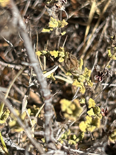 curly rockrose