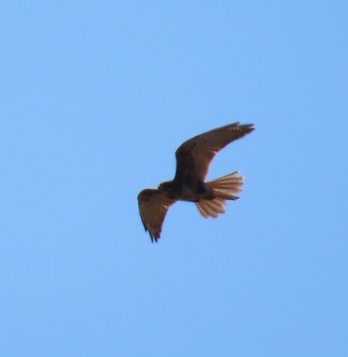 Brown Falcon