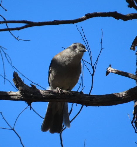 Gray Shrikethrush