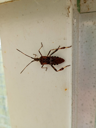 Western Conifer Seed Bug