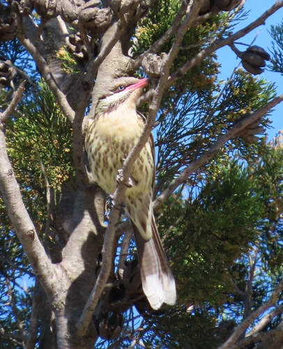 Spiny-cheeked Honeyeater