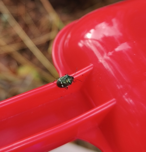 Cabbage Bug