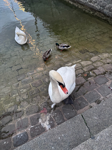 Mute Swan