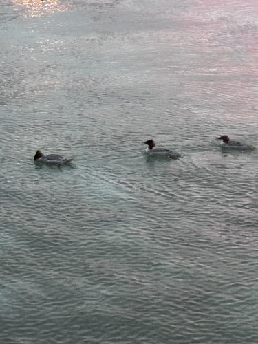 Common Merganser