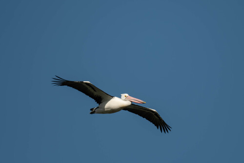 Australian Pelican